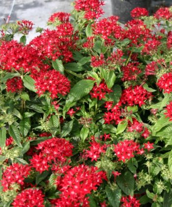 Pentas Graffiti Red Velvet – Pat Fords Nursery