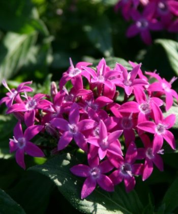 Pentas Graffiti Violet – Pat Fords Nursery